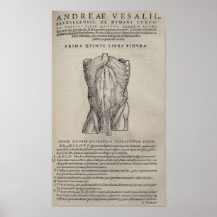 Póster De Humani Corporis
