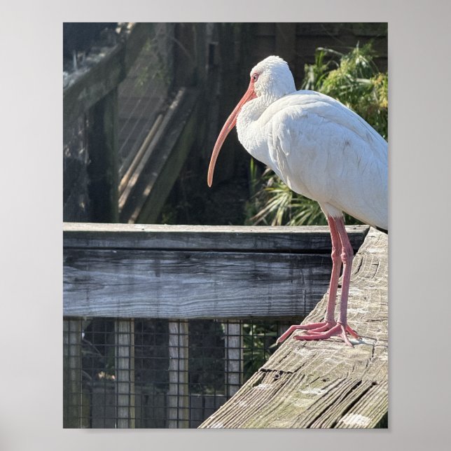 Póster de Ibis Iluminado por el Sol (Frente)