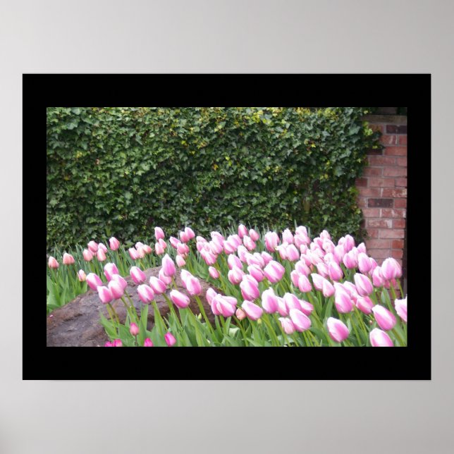 Póster de imagen de Tulipanes de Jardín (Frente)