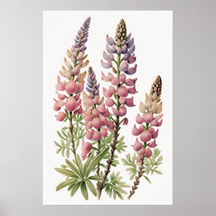 Póster de impresión artística de flor de lupino ro