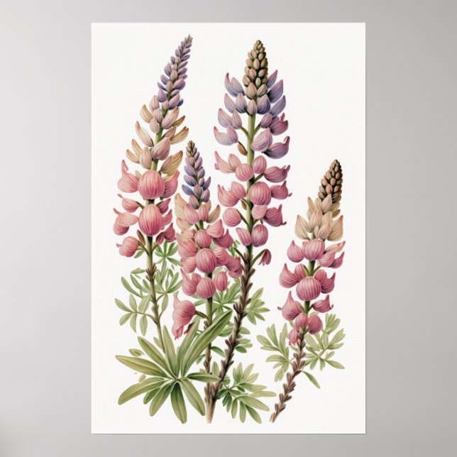 Póster de impresión artística de flor de lupino ro (Frente)