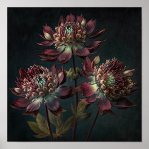 Póster de Impresión Artística de Flores Astrantia