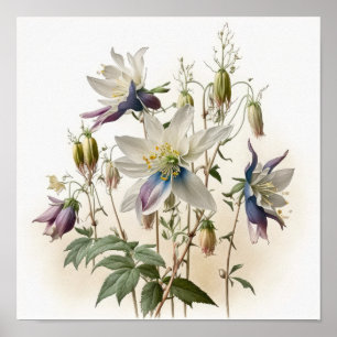 Póster de Impresión Artística de Flores de Aquileg
