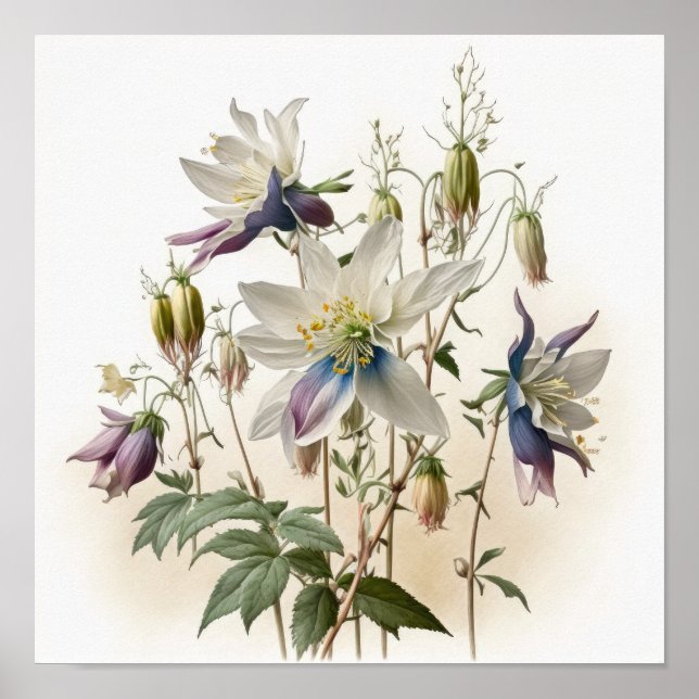 Póster de Impresión Artística de Flores de Aquileg (Frente)
