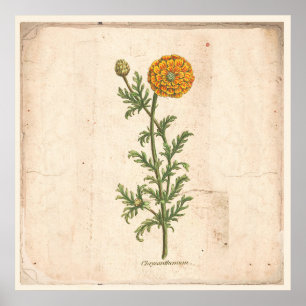 Poster de impresión botánica antiguo Chrysanthemum