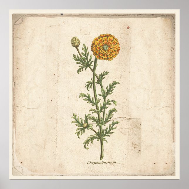 Poster de impresión botánica antiguo Chrysanthemum (Frente)