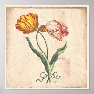 Poster de impresión botánica antiguo de Tulips
