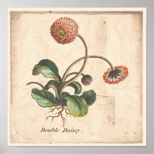 Poster de impresión botánica antiguo doble marea