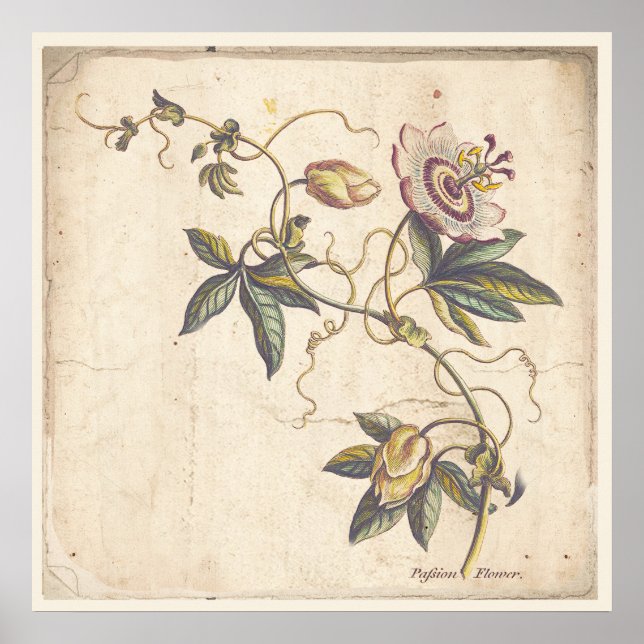 Poster de impresión botánica antiguo Fower de pasi (Frente)