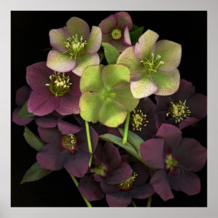 Póster de impresión de arte botánico de Hellebore