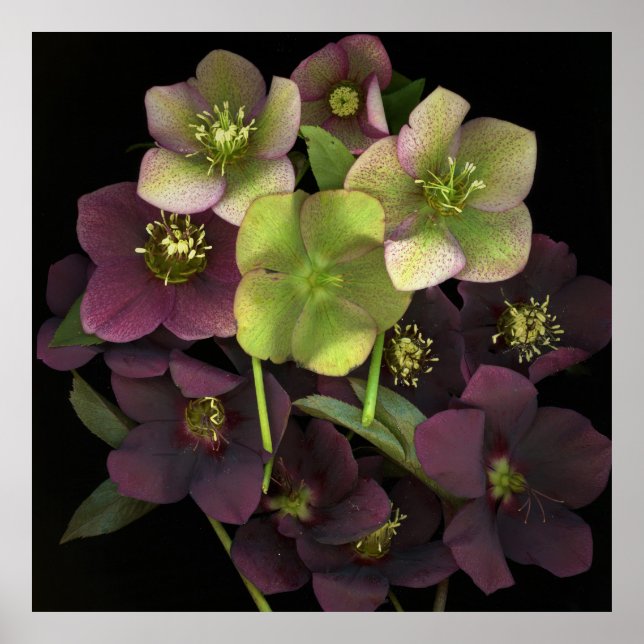 Póster de impresión de arte botánico de Hellebore (Frente)