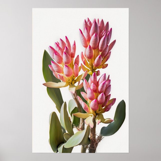 Poster de impresión de arte con flores de Curcuma  (Frente)