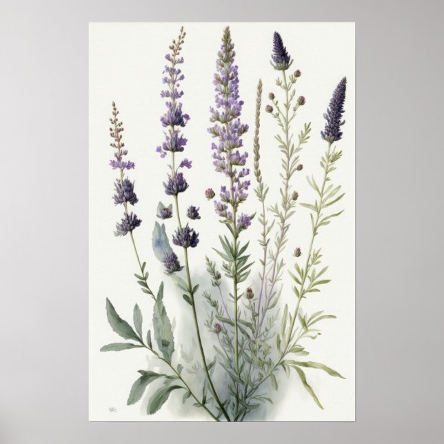 Poster de impresión de arte con flores de lavanda (Frente)