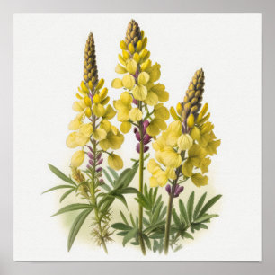 Poster de impresión de arte con flores de lupa ama