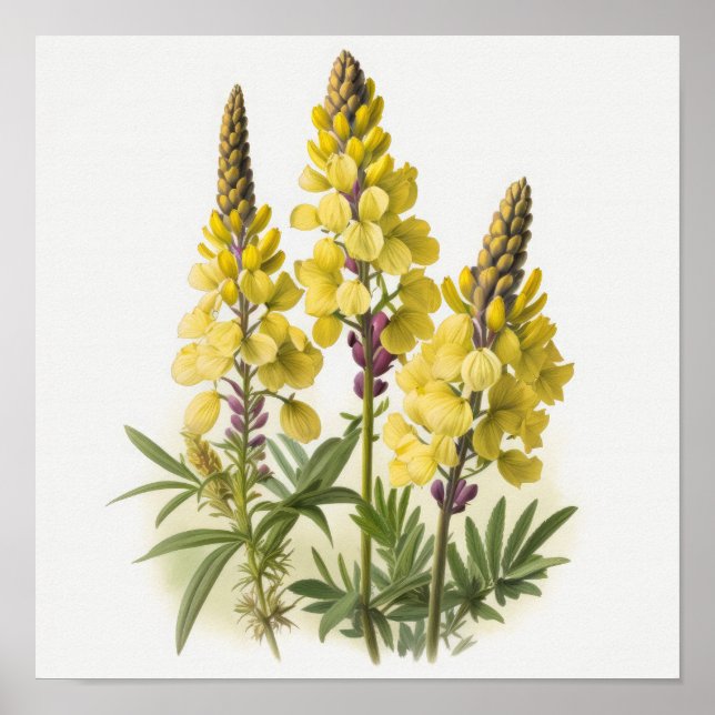 Poster de impresión de arte con flores de lupa ama (Frente)