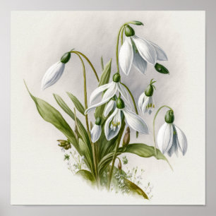 Poster de impresión de arte con flores de nieve bl