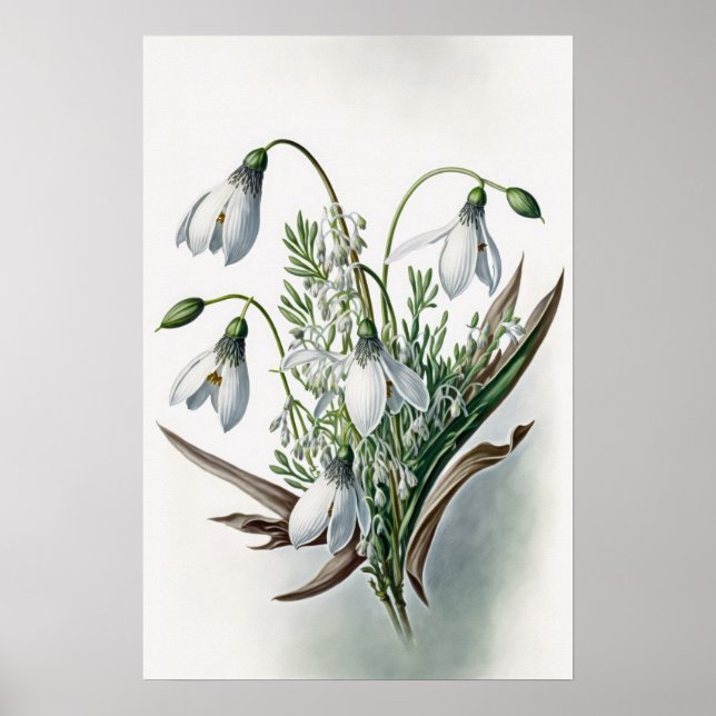 Poster de impresión de arte con flores de nieve bl (Frente)