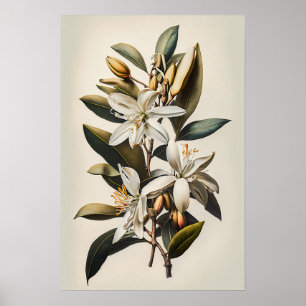 Poster de impresión de arte con flores de vainilla
