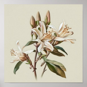 Poster de impresión de arte con flores de vainilla