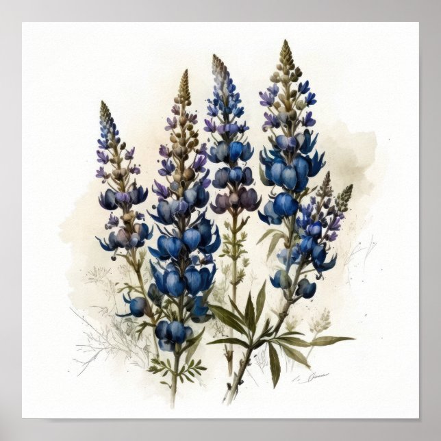 Poster de impresión de arte de flor azul Lupine (Frente)