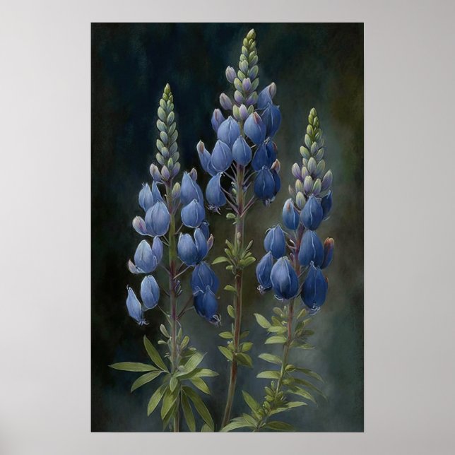 Poster de impresión de arte de flor azul Lupine (Frente)