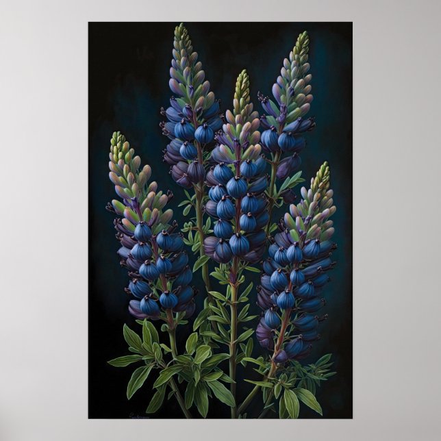 Poster de impresión de arte de flor azul Lupine (Frente)