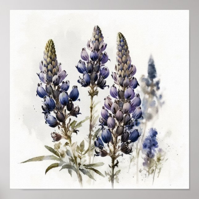 Poster de impresión de arte de flor azul Lupine (Frente)