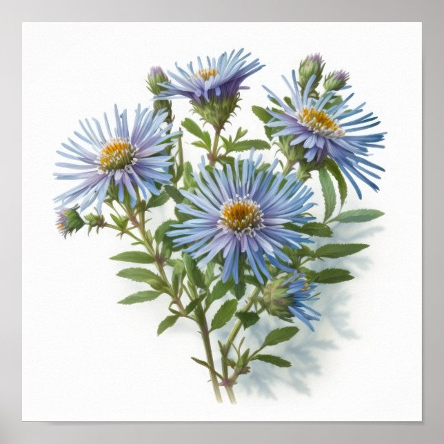 Póster de Impresión de Arte de Flor de Aster Azul (Frente)