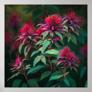 Poster de impresión de arte de flor de Bee Balm ro