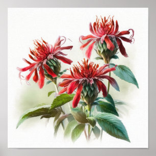 Poster de impresión de arte de flor de Bee Balm ro