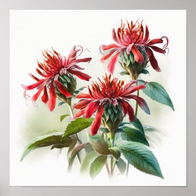 Poster de impresión de arte de flor de Bee Balm ro (Frente)