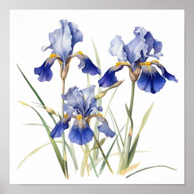 Poster de impresión de arte de flor de iris azules (Frente)