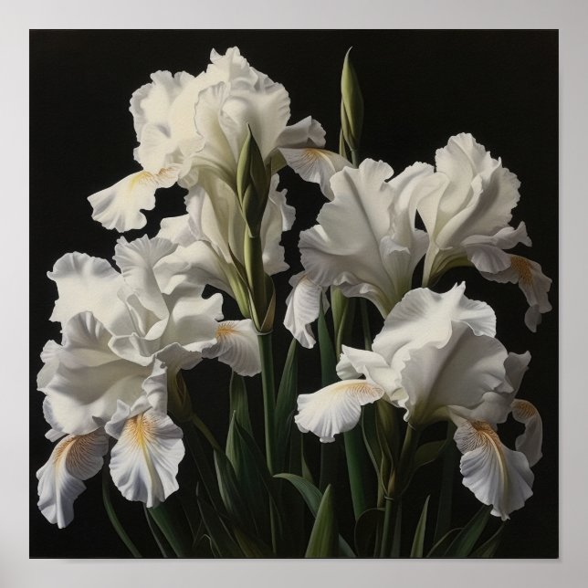 Poster de impresión de arte de flor de iris blanco (Frente)