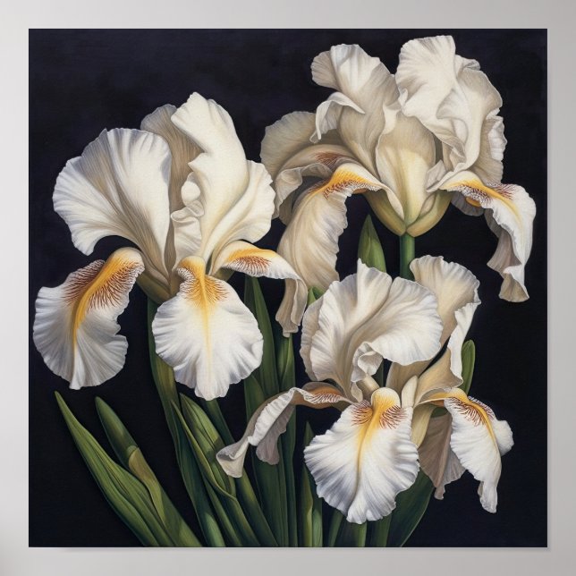 Poster de impresión de arte de flor de iris blanco (Frente)