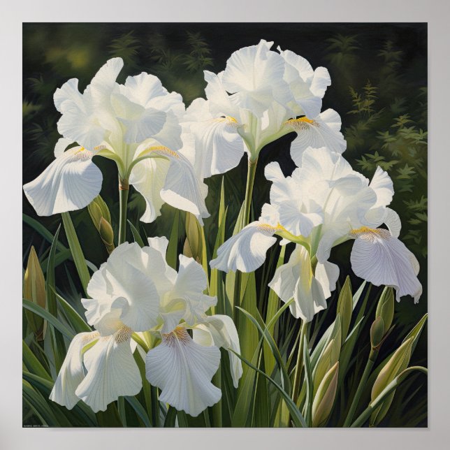 Poster de impresión de arte de flor de iris blanco (Frente)