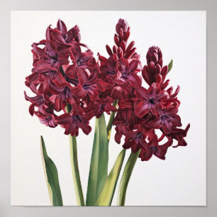 Poster de impresión de arte de flor en Burgundy Hy