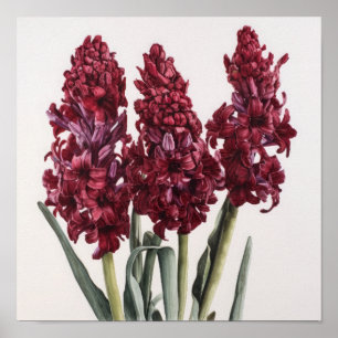 Poster de impresión de arte de flor en Burgundy Hy