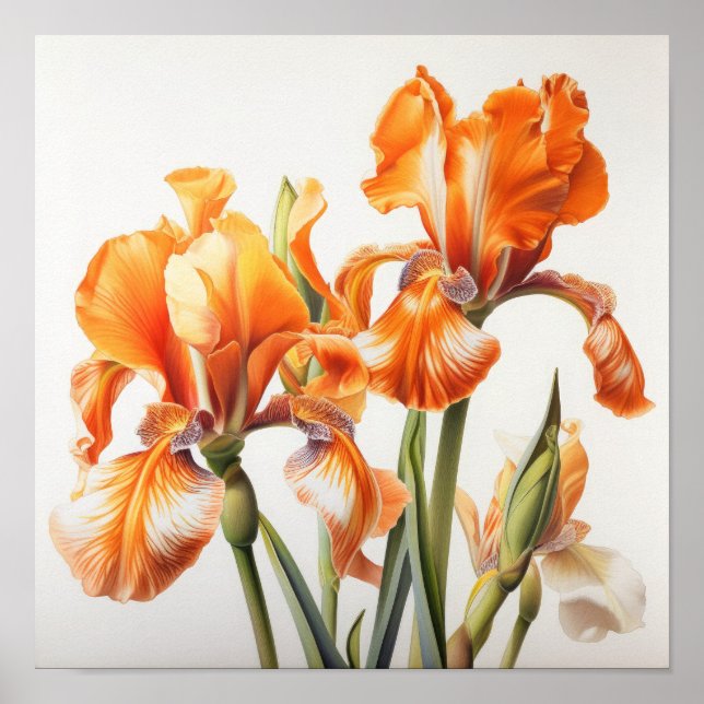 Poster de impresión de arte de flor naranja Irises (Frente)