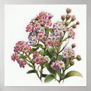 Poster de impresión de arte de flor rosa Alyssum