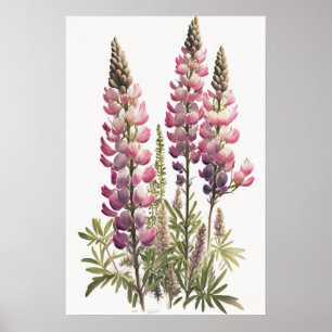 Poster de impresión de arte de flor rosa Lupine