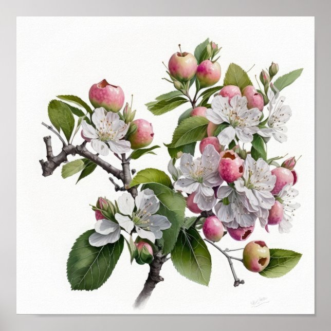 Poster de impresión de arte de flores de Apple Blo (Frente)