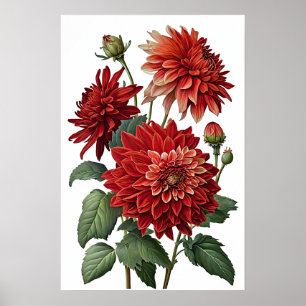 Poster de impresión de arte de flores de Dahlias R