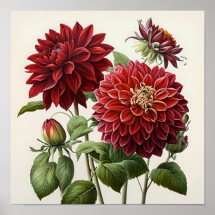 Poster de impresión de arte de flores de Dahlias R