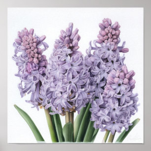 Poster de impresión de arte de flores de lavanda H