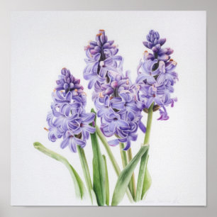 Poster de impresión de arte de flores de lavanda H