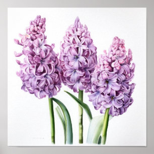 Poster de impresión de arte de flores de lavanda H