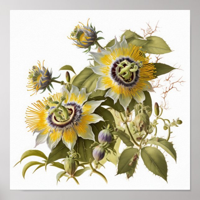 Poster de impresión de arte de flores de pasión am (Frente)