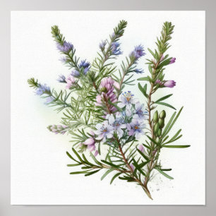 Póster de Impresión de Arte de Flores de Romero Az