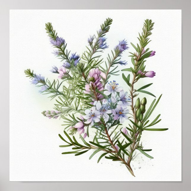 Póster de Impresión de Arte de Flores de Romero Az (Frente)