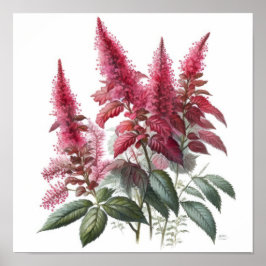 Poster de impresión de arte de flores rojo Astilbe